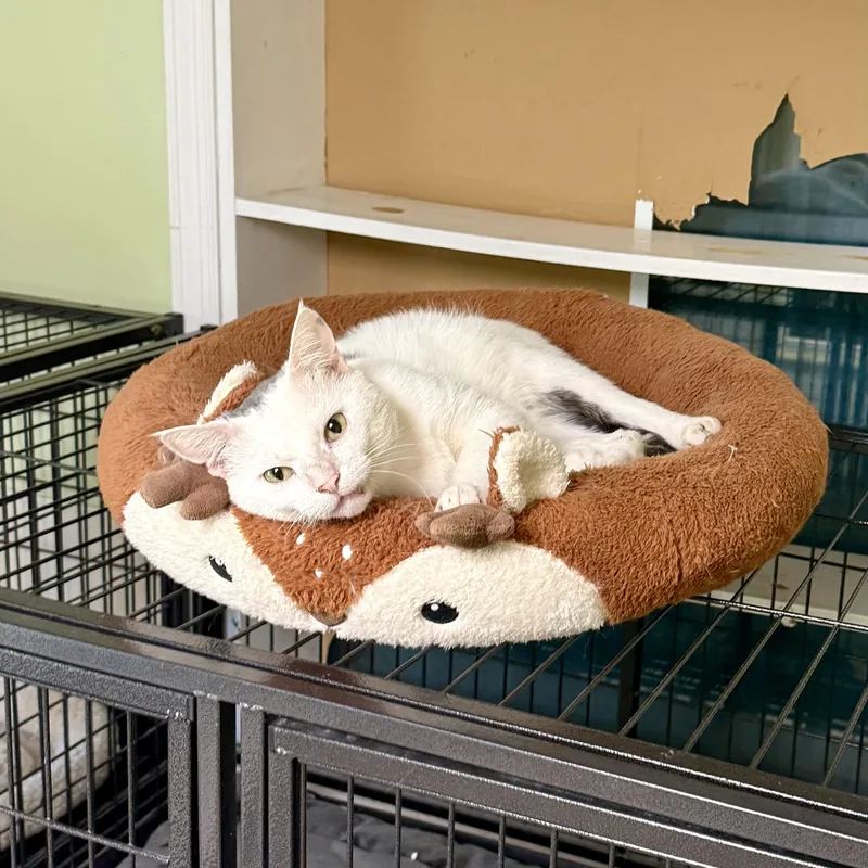 A young medium-sized male Gray & White Domestic Short Hair cat named Austin for adoption in Gallatin, TN