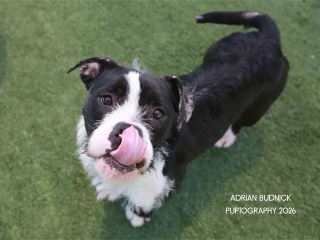 An adult medium-sized female Black Mixed Breed dog named Alfalfa for adoption in Nashville, TN