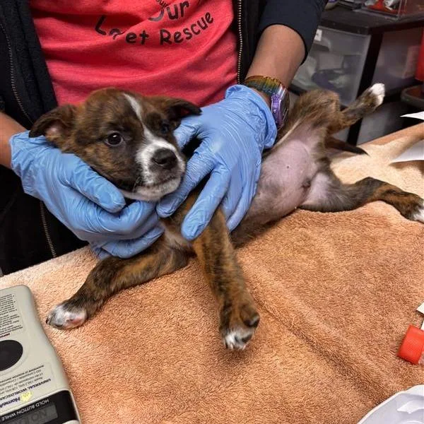A baby small-sized male Brindle Chihuahua dog named Terry for adoption in Tempe, AZ
