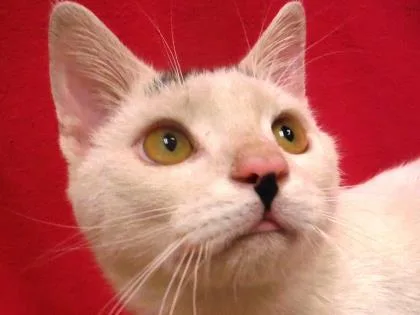 An adult small-sized male Domestic Short Hair cat named Vinnie for adoption in Coon Rapids, MN