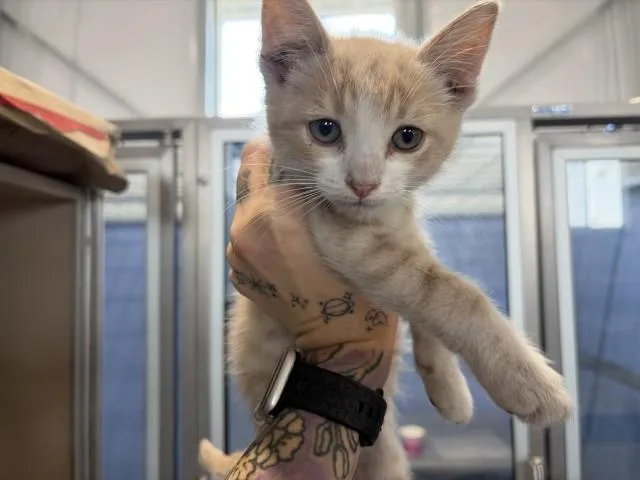 A baby small-sized male Domestic Short Hair cat named Cassian for adoption in San Bernardino, CA