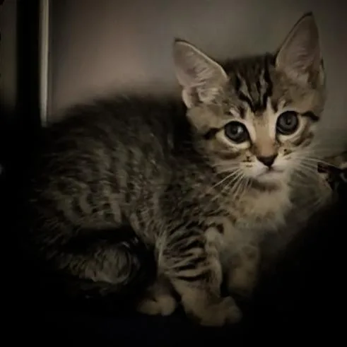 A baby small-sized female Brown / Chocolate Domestic Short Hair cat named Amina for adoption in Upland, CA