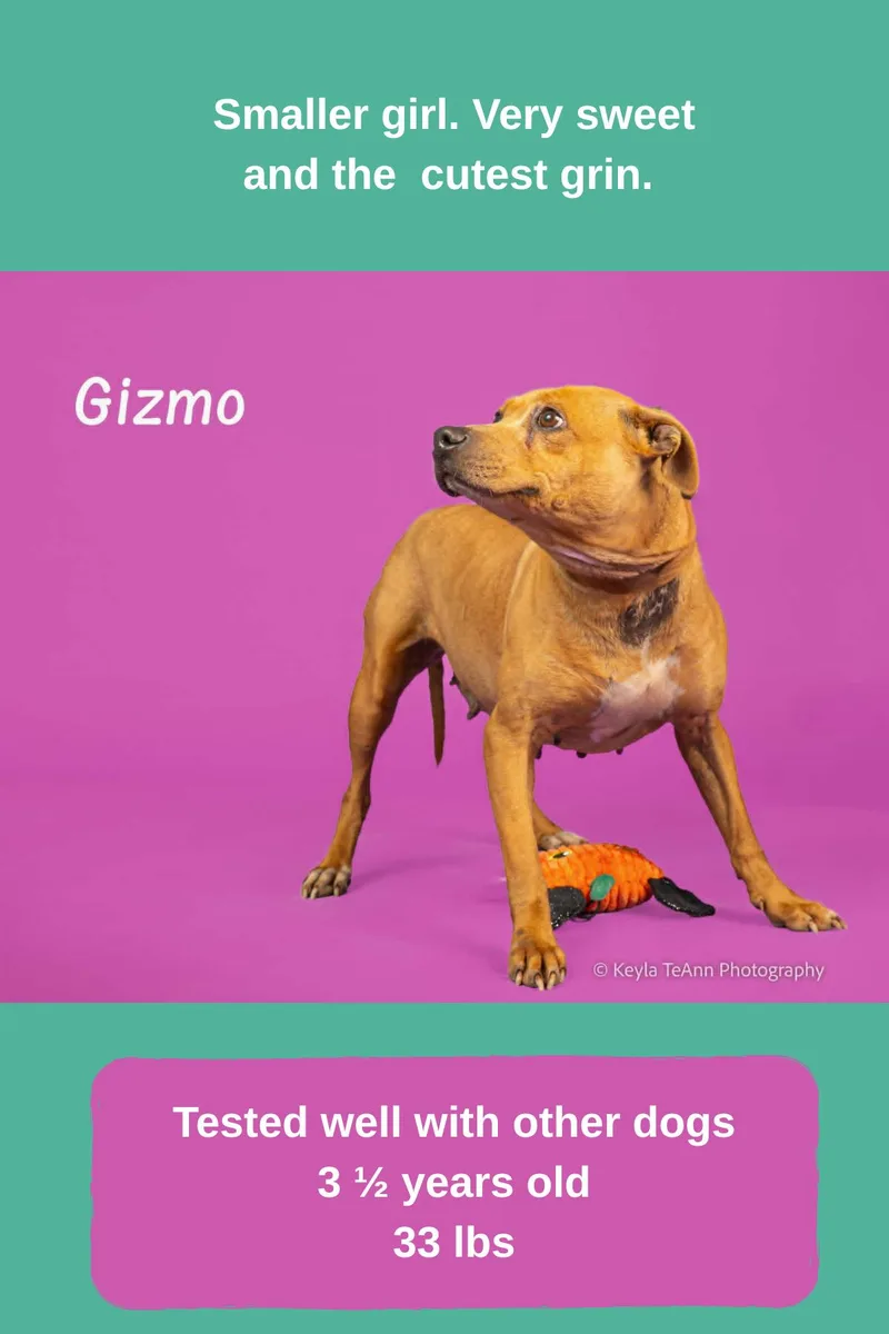 An adult medium-sized female Terrier dog named Gizmo for adoption in Lexington, SC