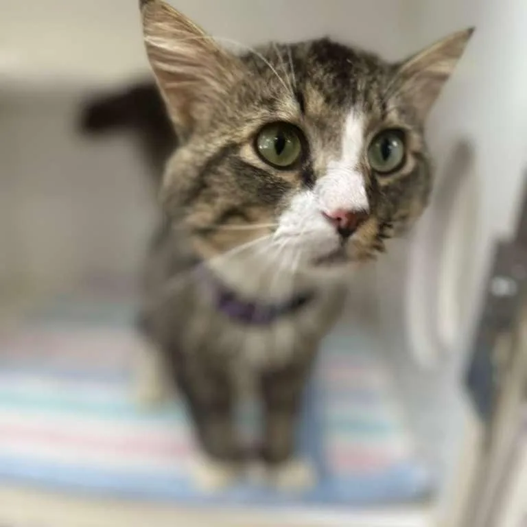 An adult medium-sized male Black Extra-Toes Cat / Hemingway Polydactyl cat named Da Vinci for adoption in Gadsden, AL