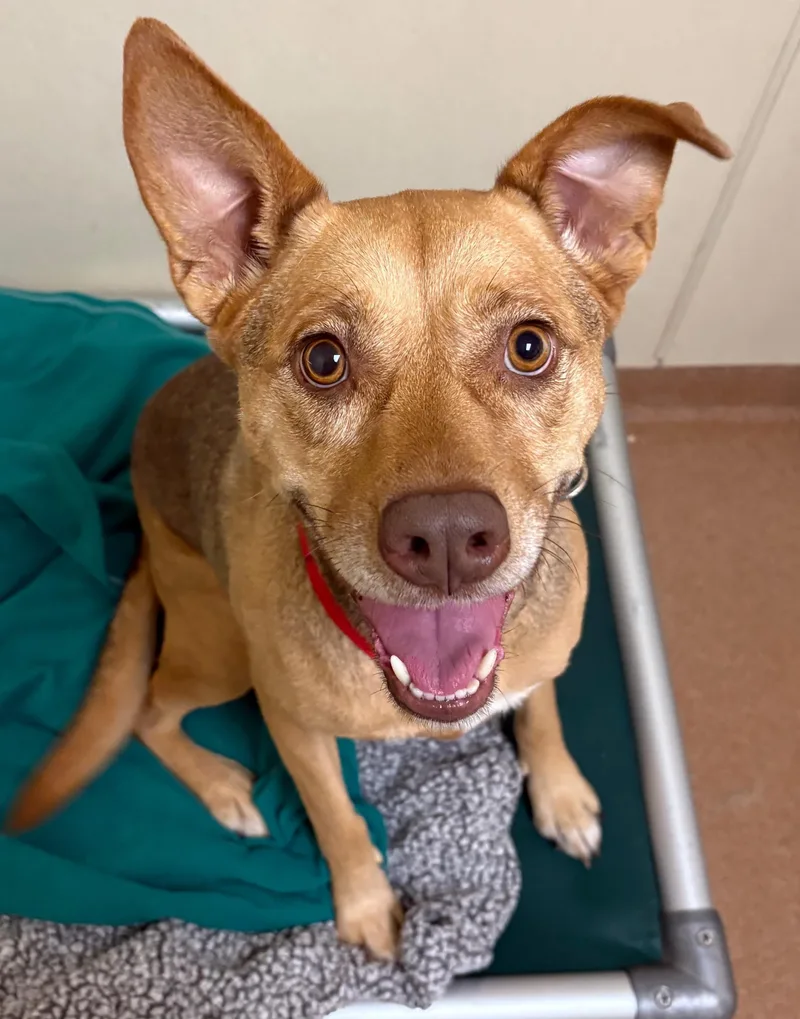 An adult medium-sized female Hound dog named Kc for adoption in Norwalk, CT
