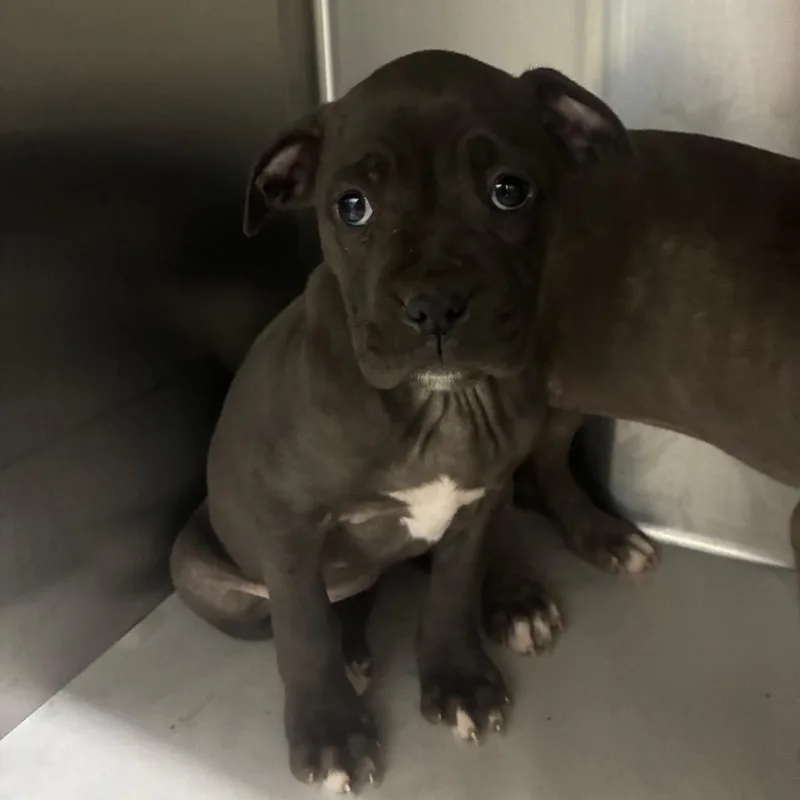 A baby small-sized female Mixed Breed dog named Tia for adoption in Corbin, KY