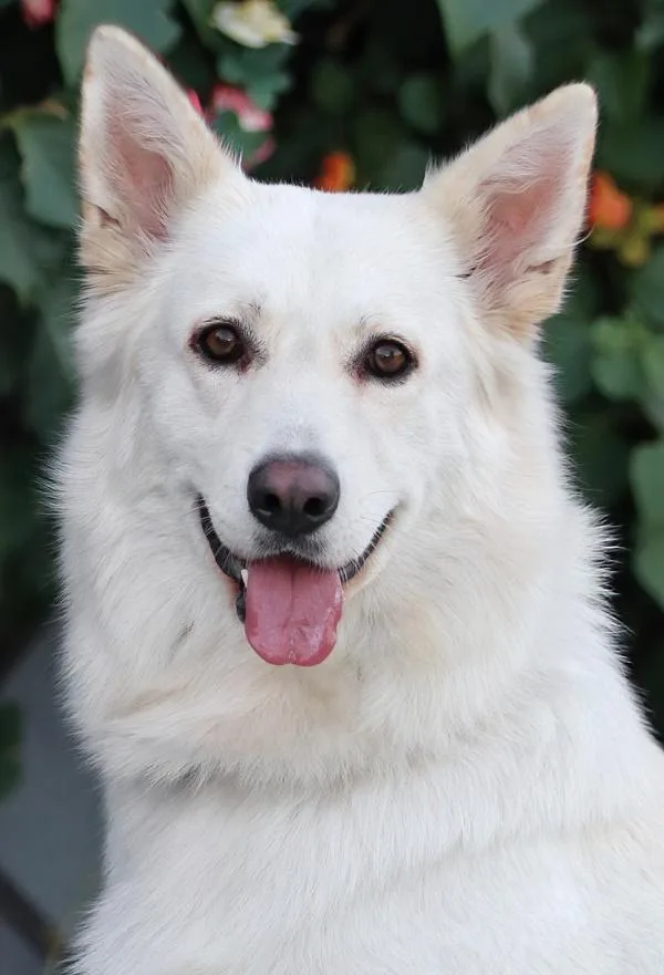 A young large-sized female White / Cream German Shepherd Dog dog named Cloud von Calden for adoption in Los Angeles, CA