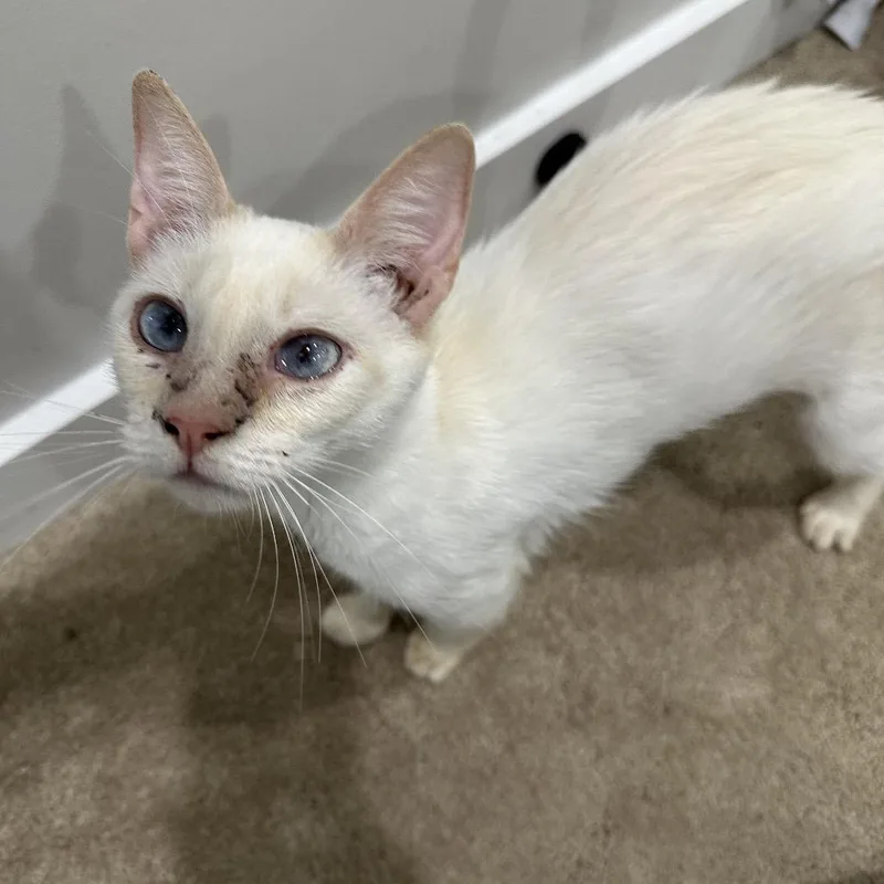 A young small-sized female White Domestic Short Hair cat named Shaken Bacon for adoption in Fredericksburg, VA