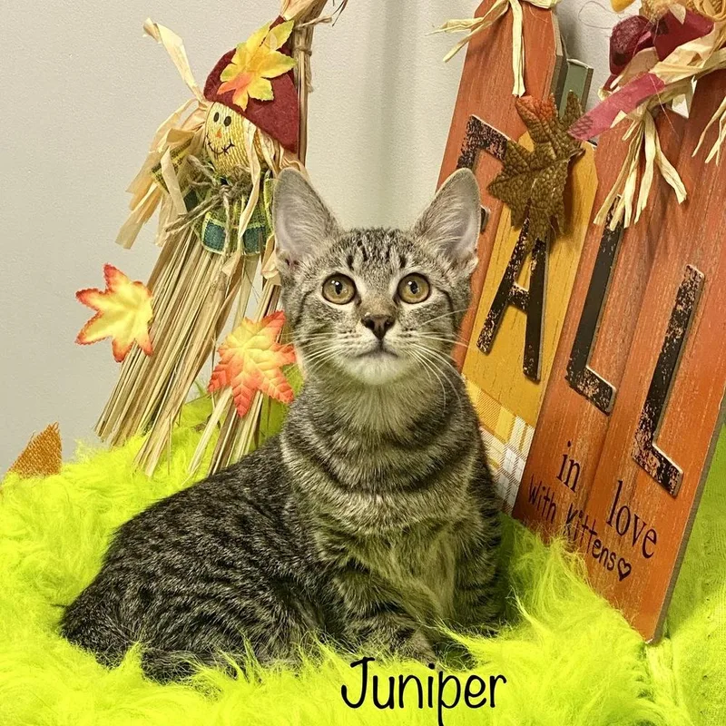 Juniper thumbnail 4
