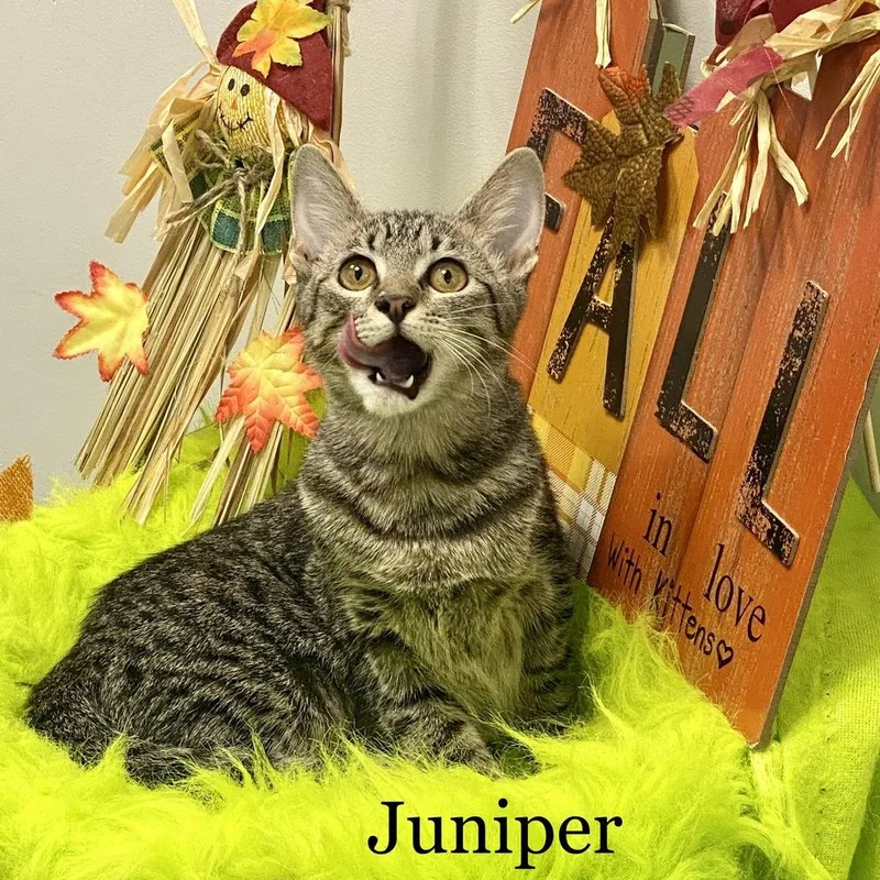 Juniper thumbnail 5