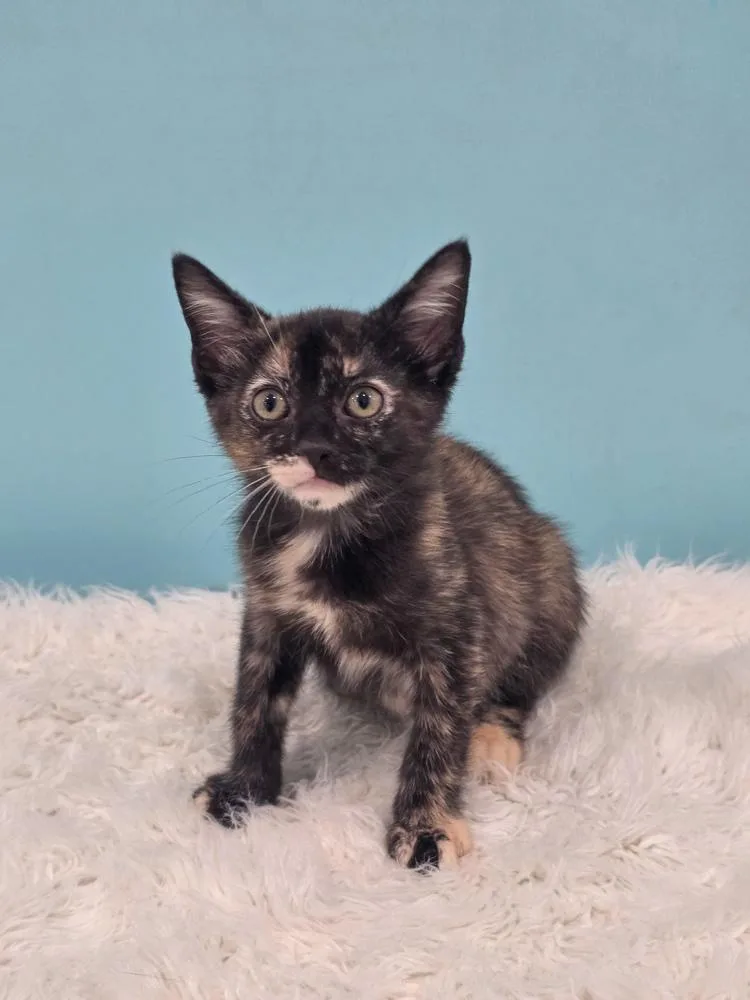A baby small-sized female Domestic Short Hair cat named Amber for adoption in Lewisburg, TN