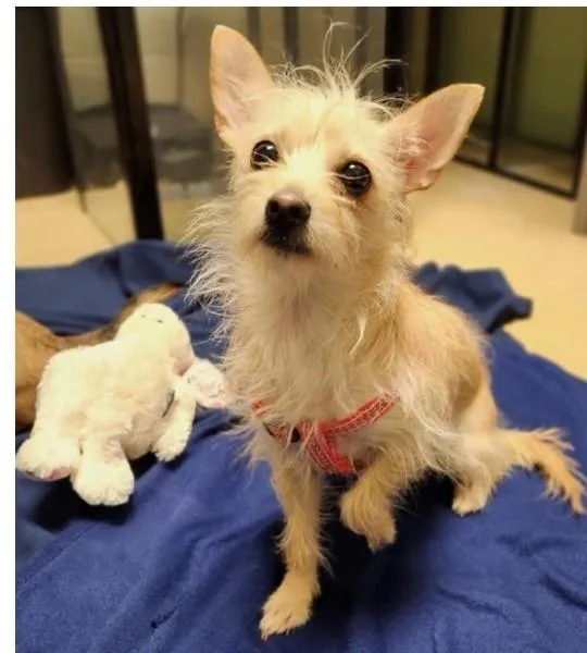 A young small-sized female Chihuahua dog named Caeli for adoption in Minneapolis, MN