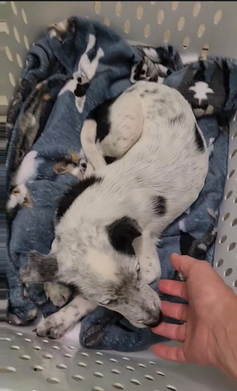 A baby medium-sized female Australian Cattle Dog / Blue Heeler dog named Opal for adoption in Plano, TX
