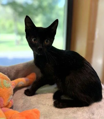 A young small-sized male Black Domestic Short Hair cat named Crow for adoption in Midland, VA