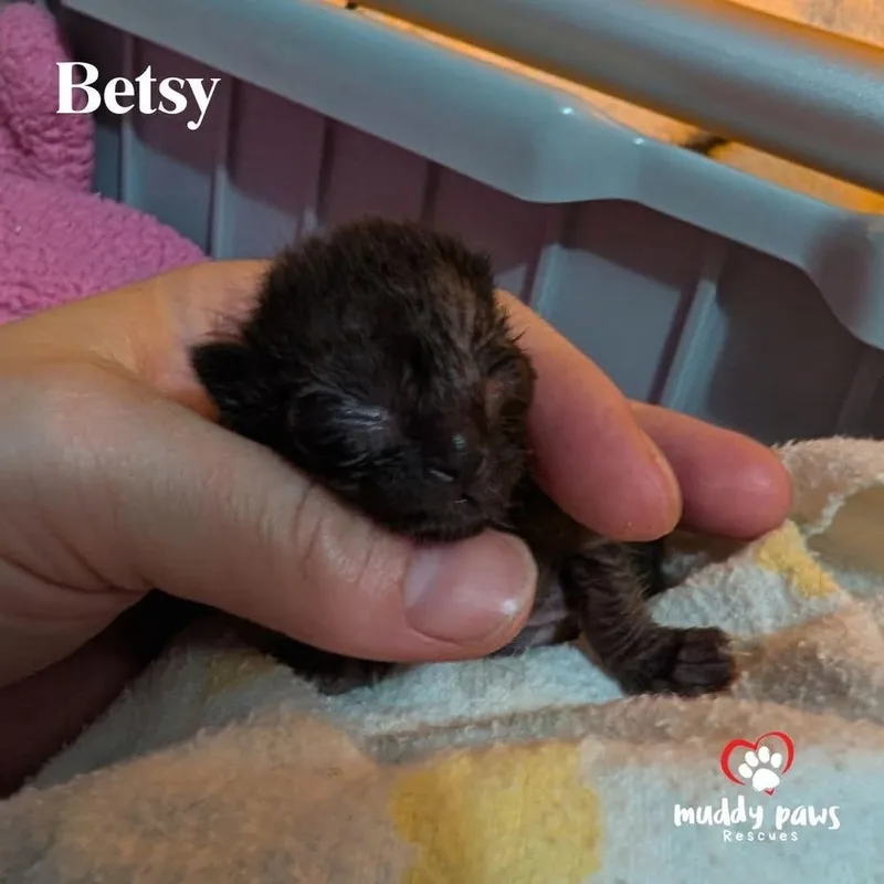 A baby small-sized female Black Domestic Short Hair cat named Betsy for adoption in Council Bluffs, IA