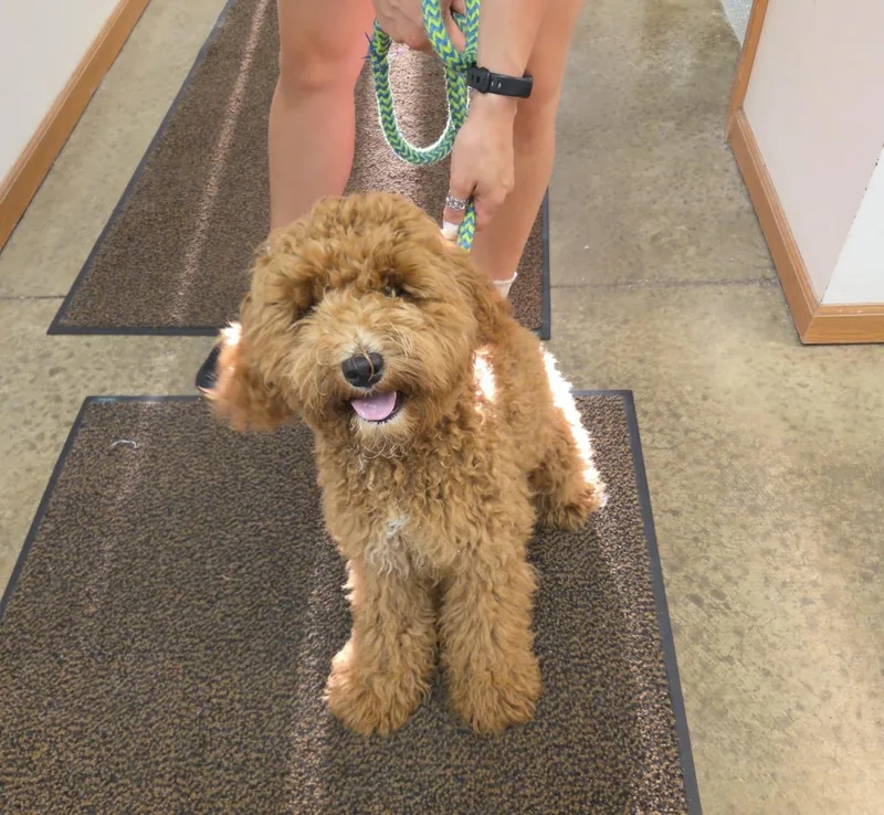 Bailey