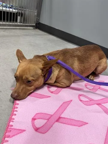 A young small-sized male Chihuahua dog named Donovan for adoption in San Martin, CA