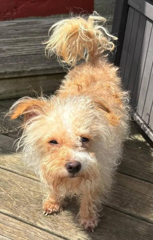 An adult small-sized male Terrier dog named Dobby for adoption in Dallas, TX
