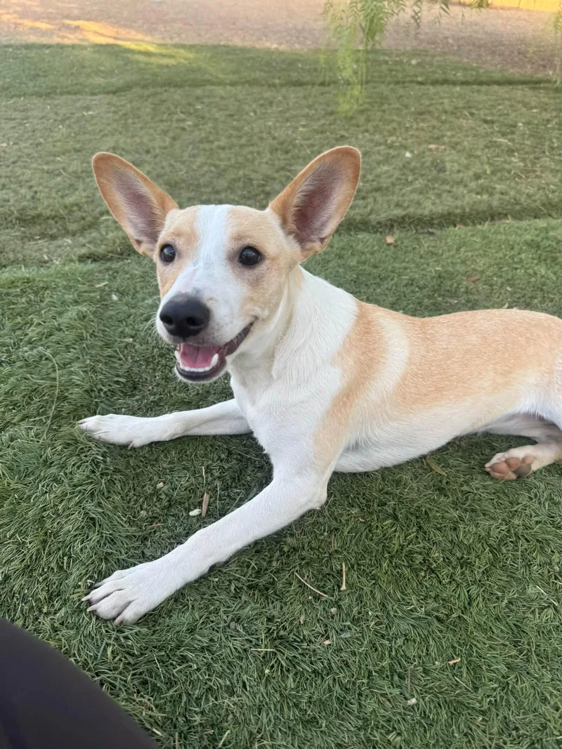A baby medium-sized female Basenji dog named Charity for adoption in Agua Dulce, CA