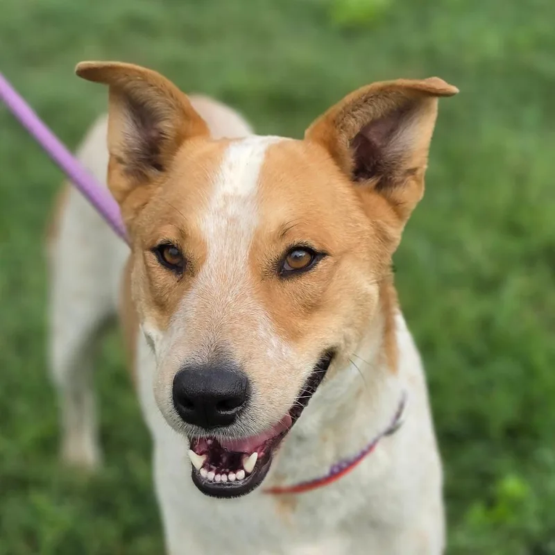 A young medium-sized male White / Cream Cattle Dog dog named Mac Jum for adoption in Austin, TX