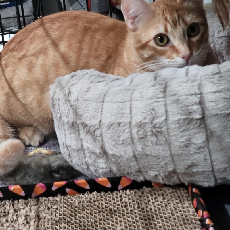 Cheetos thumbnail 2