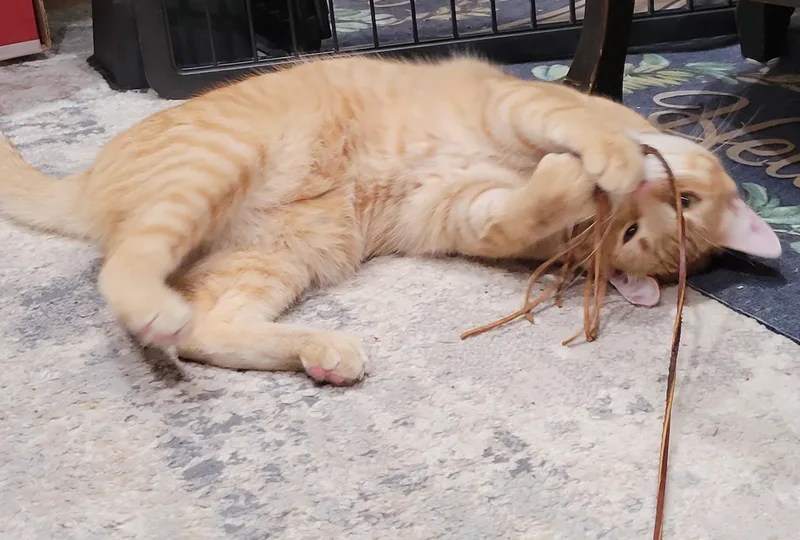 Cheetos thumbnail 3