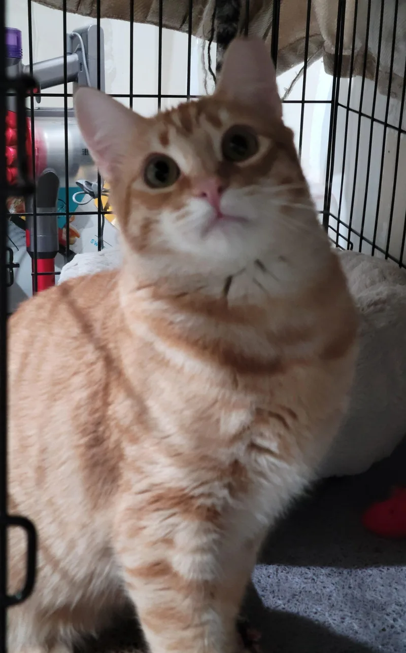 Cheetos thumbnail 5