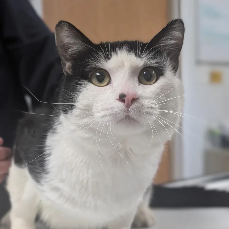 A young large-sized male Black Domestic Short Hair cat named Sylvester for adoption in Canton, IL