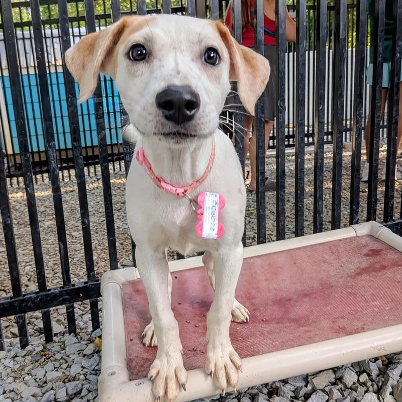 A baby small-sized female White / Cream Hound dog named Eggroll for adoption in Wake Forest, NC