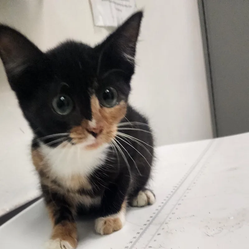 A baby small-sized female Calico Domestic Medium Hair cat named Snuggy Buggie for adoption in Charleston, WV