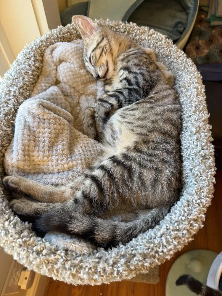 A baby medium-sized male Tabby (Brown / Chocolate) Domestic Short Hair cat named Indy for adoption in Emerald Isle, NC