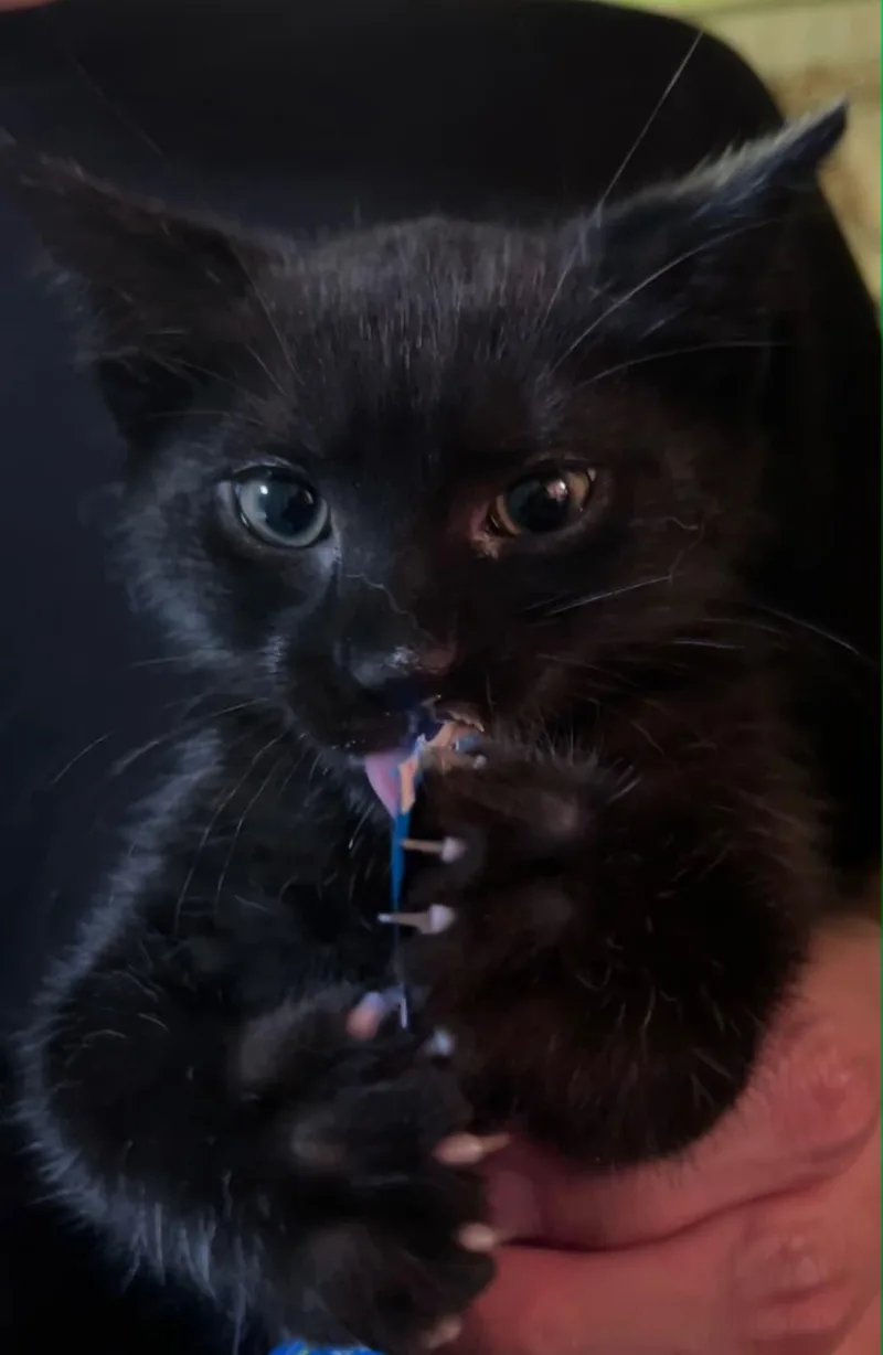 A baby small-sized male American Shorthair cat named Gems Litter  Mooni for adoption in Highland Park, NJ