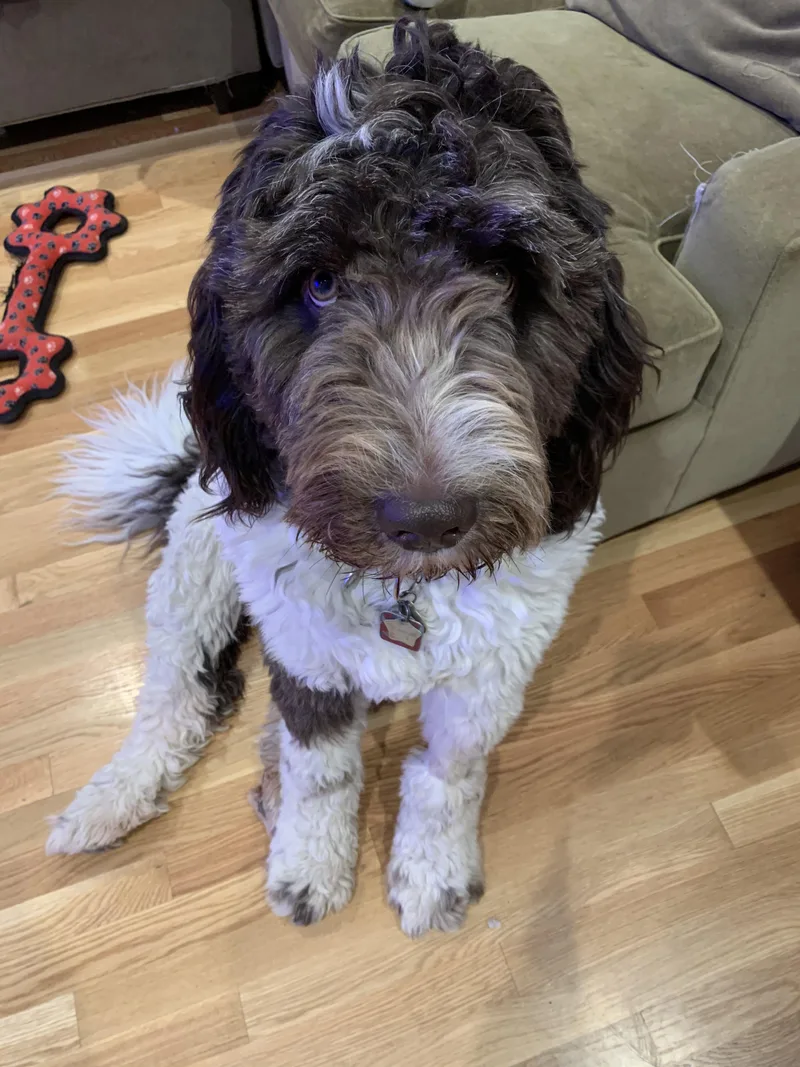 Mookie Needs A Special thumbnail 2