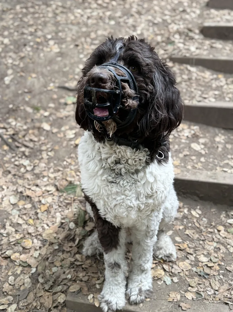 Mookie Needs A Special thumbnail 3