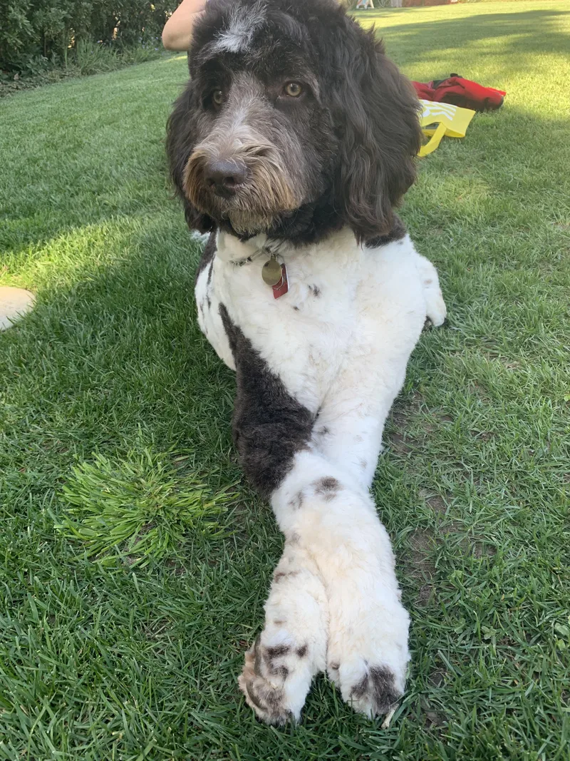 Mookie Needs A Special