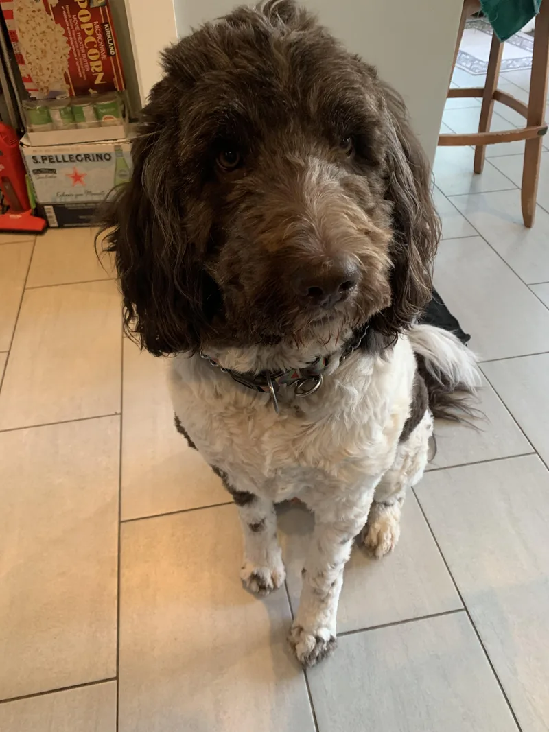 Mookie Needs A Special thumbnail 5