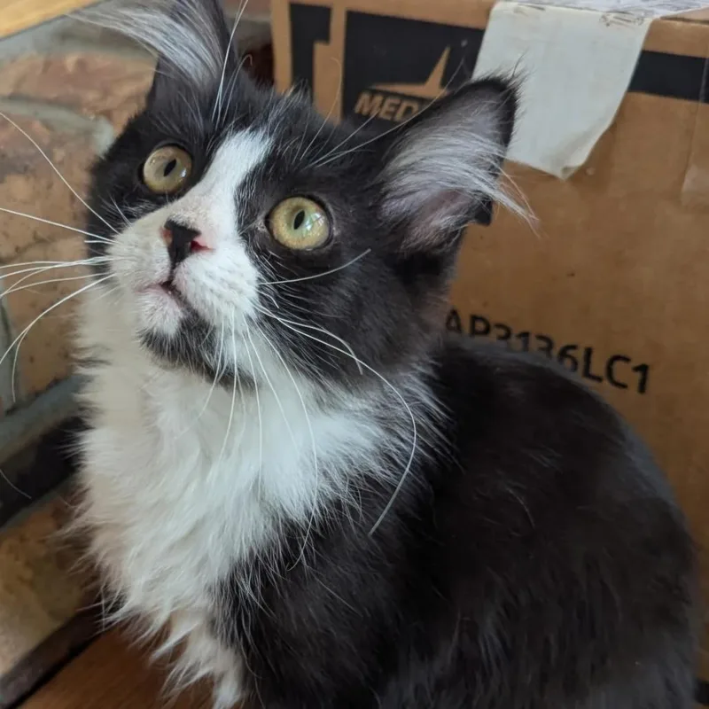 A young small-sized female Black Domestic Short Hair cat named Lady Bug for adoption in Buffalo, WY