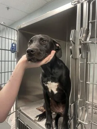 A baby large-sized female Labrador Retriever dog named Morgana for adoption in Sacramento, CA