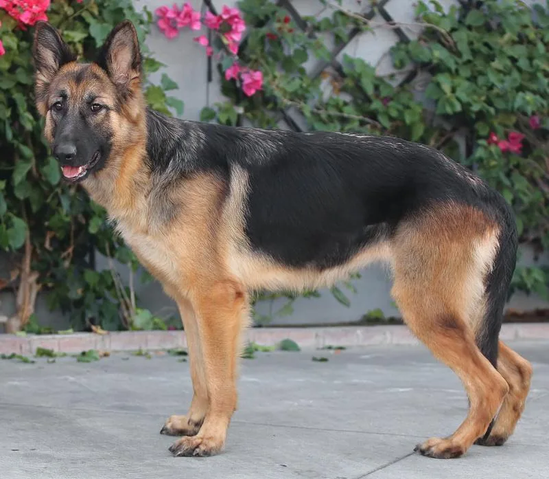 Heidi Von Hildesheim thumbnail 2