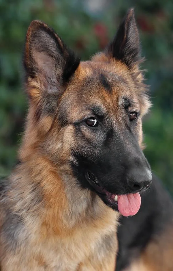 Heidi Von Hildesheim thumbnail 3