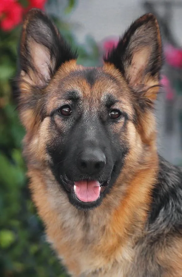 A young large-sized female Black German Shepherd Dog dog named Heidi Von Hildesheim for adoption in Los Angeles, CA