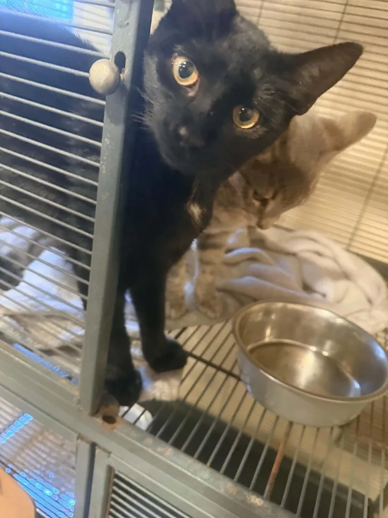 A young medium-sized male Domestic Short Hair cat named Phantom for adoption in Bishopville, SC