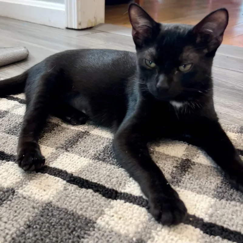 A baby small-sized female Black Domestic Short Hair cat named Poppy for adoption in Manchester, NH