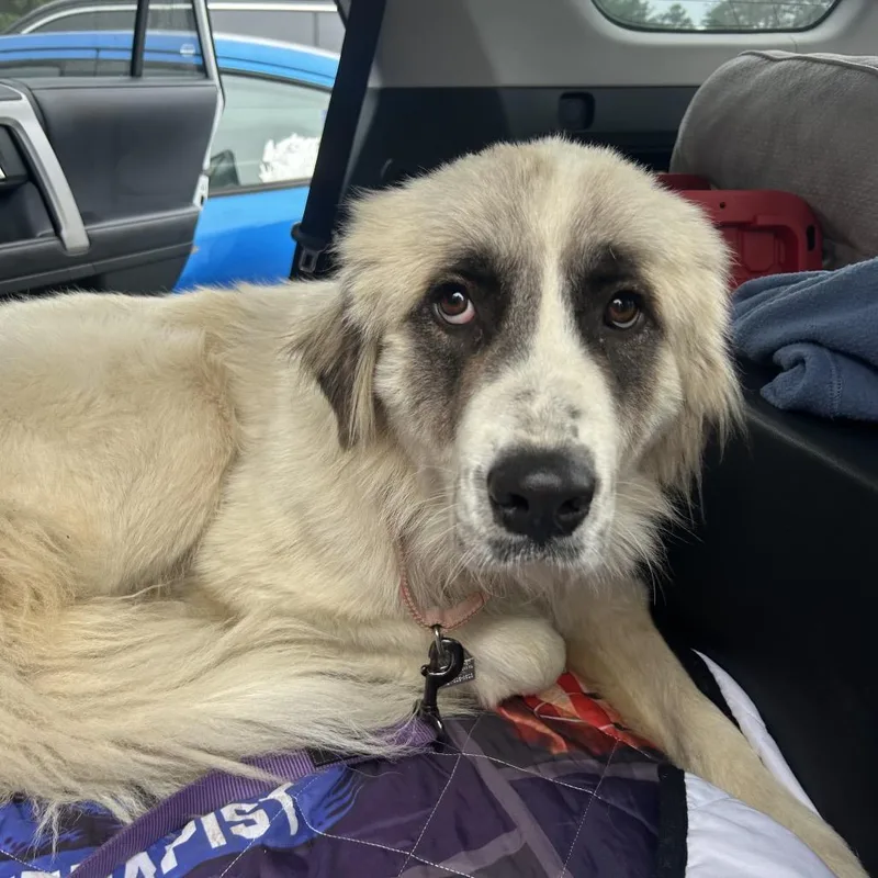 An adult large-sized female White / Cream Mixed Breed dog named Cordelia for adoption in Chattanooga, TN