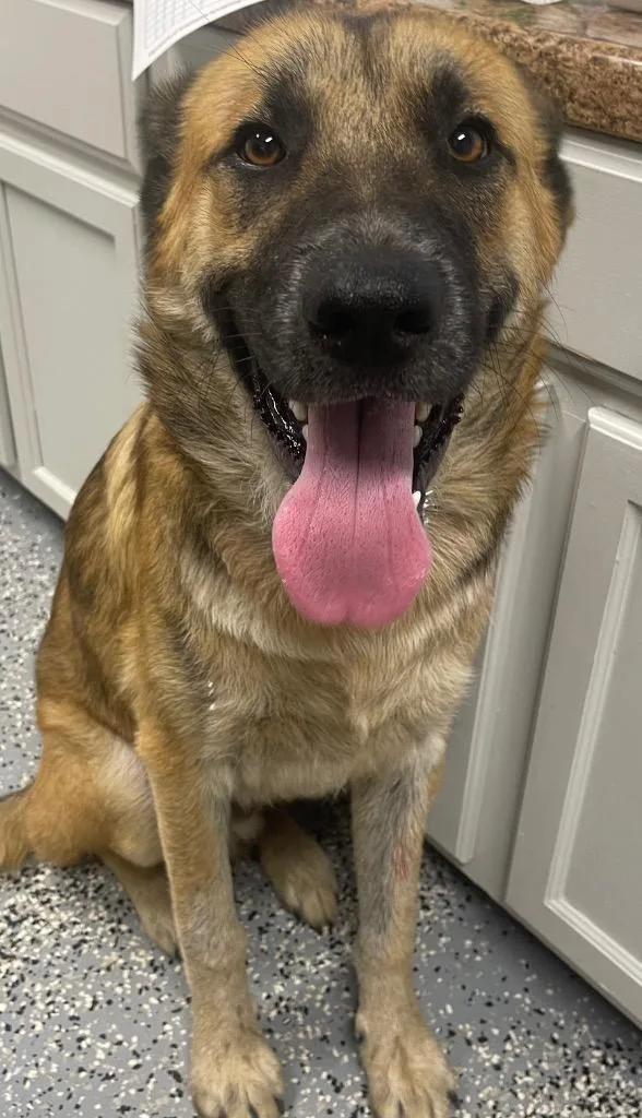 A young medium-sized male German Shepherd Dog dog named Zeke for adoption in Seven Points, TX
