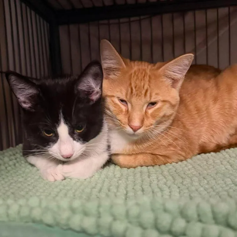 A young small-sized male Orange / Red Domestic Short Hair cat named Simon for adoption in Coralville, IA