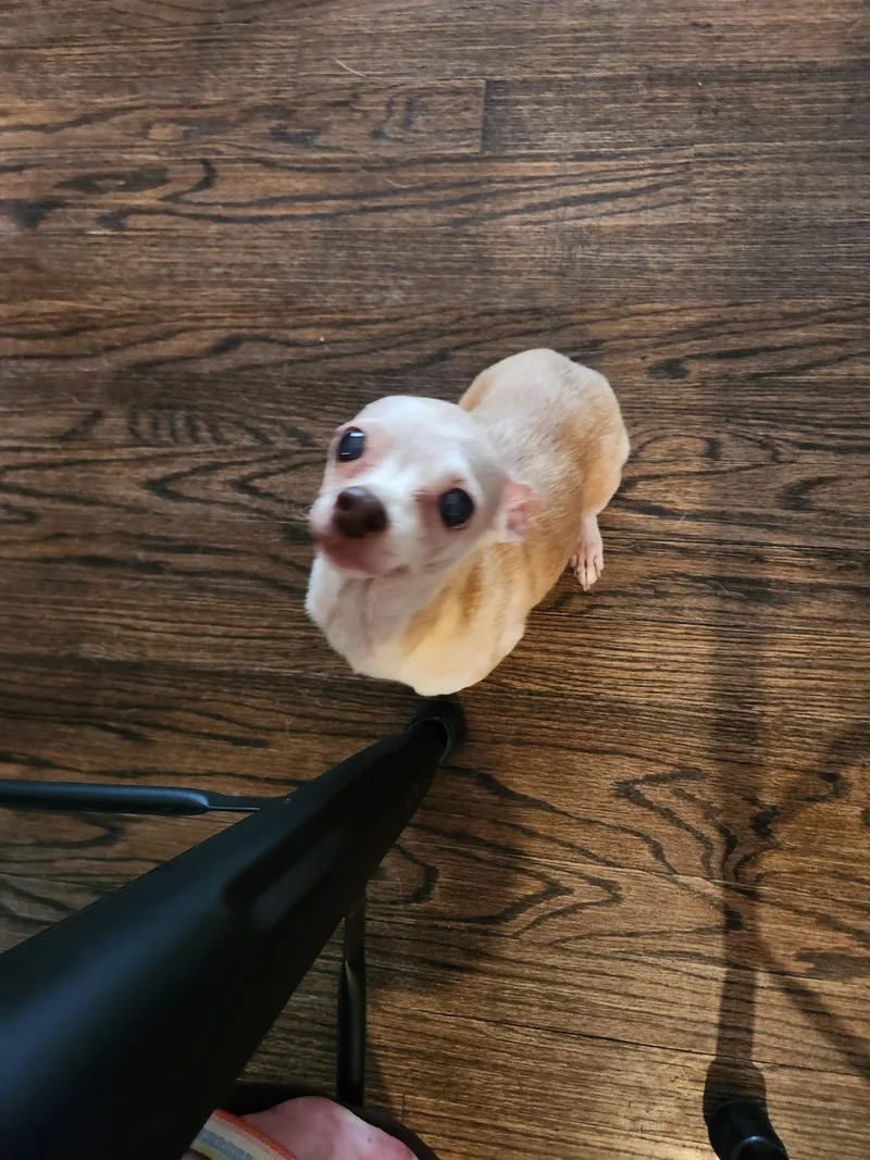 A senior small-sized female Chihuahua dog named Jo for adoption in Austin, TX