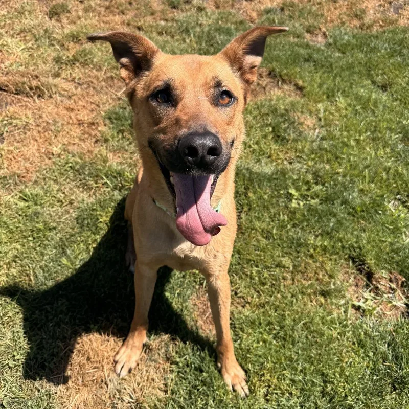 An adult large-sized male Red / Chestnut / Orange Mixed Breed dog named Rolo for adoption in Medford, OR