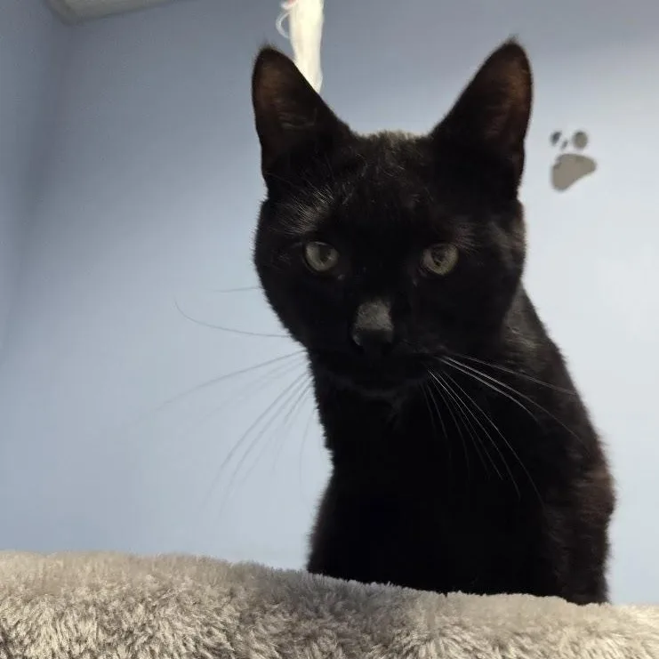 Jelly Bean thumbnail 2