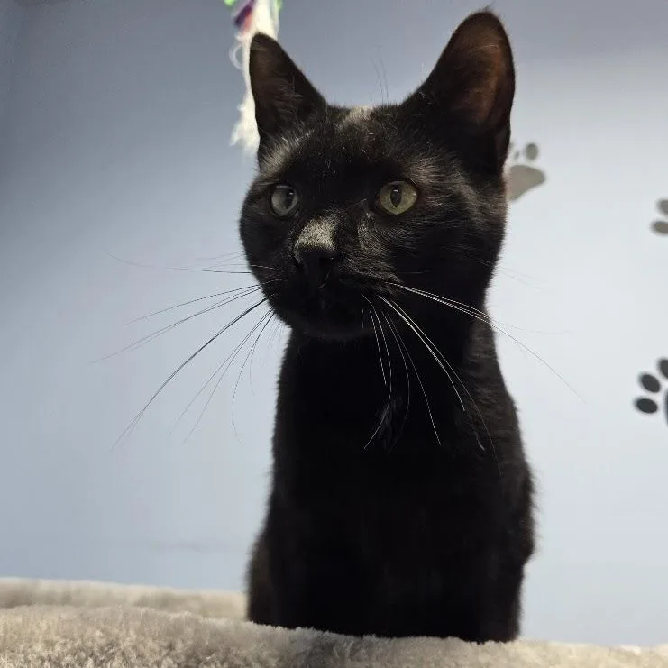 A young medium-sized male Black Domestic Short Hair cat named Jelly Bean for adoption in Grand Rapids, MI